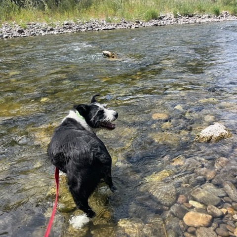 Charlie, an adoptable Mixed Breed in Hailey, ID, 83333 | Photo Image 6