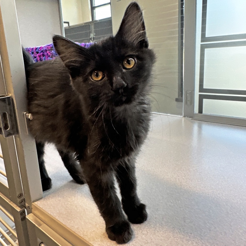 Poe, an adoptable Domestic Short Hair in Hailey, ID, 83333 | Photo Image 1