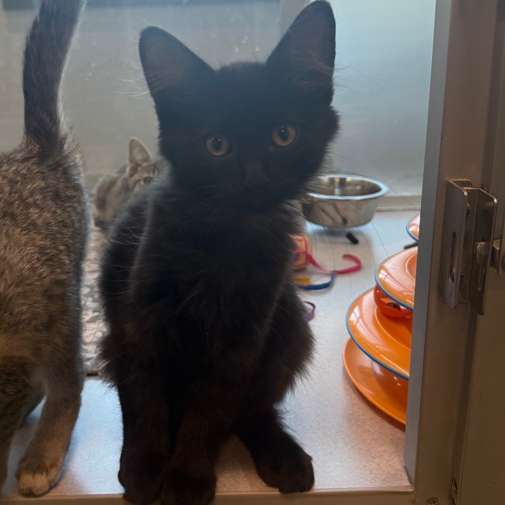 Poe, an adoptable Domestic Short Hair in Hailey, ID, 83333 | Photo Image 2