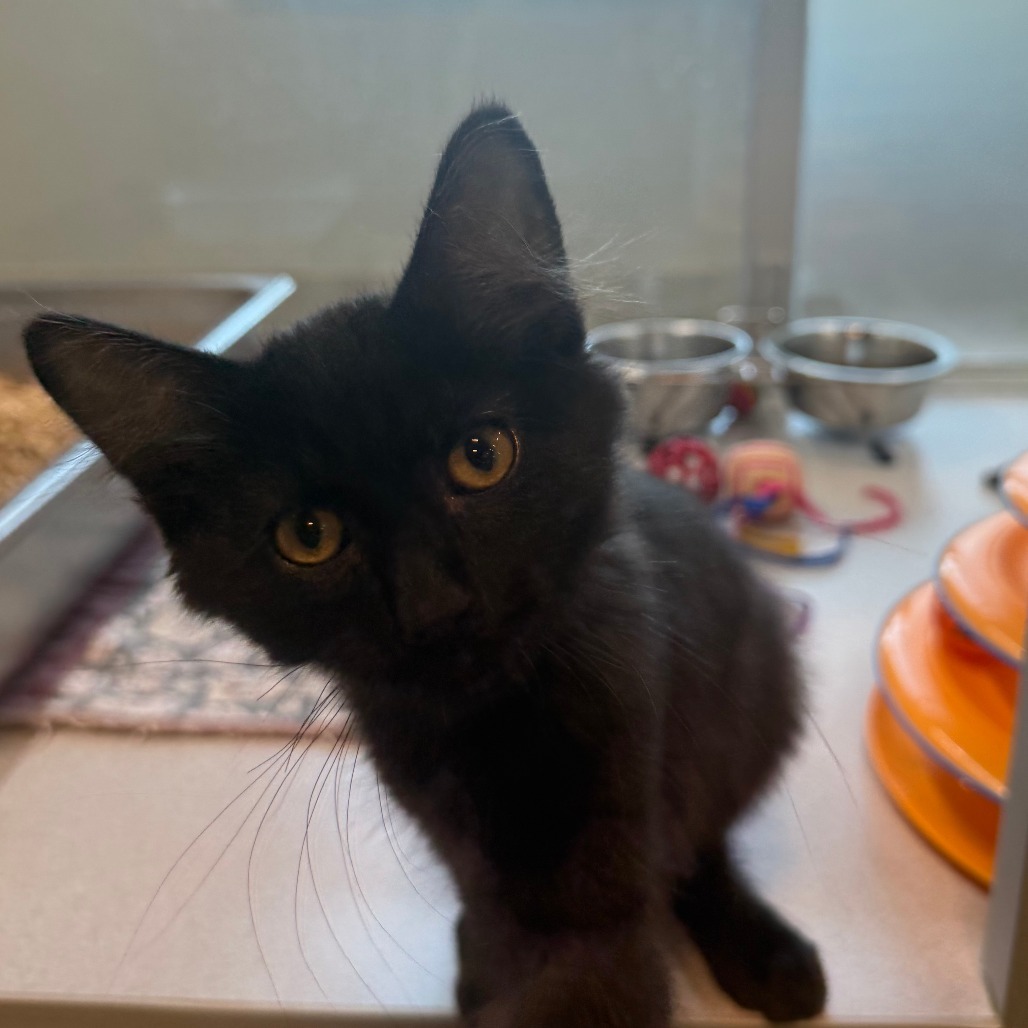 Poe, an adoptable Domestic Short Hair in Hailey, ID, 83333 | Photo Image 3