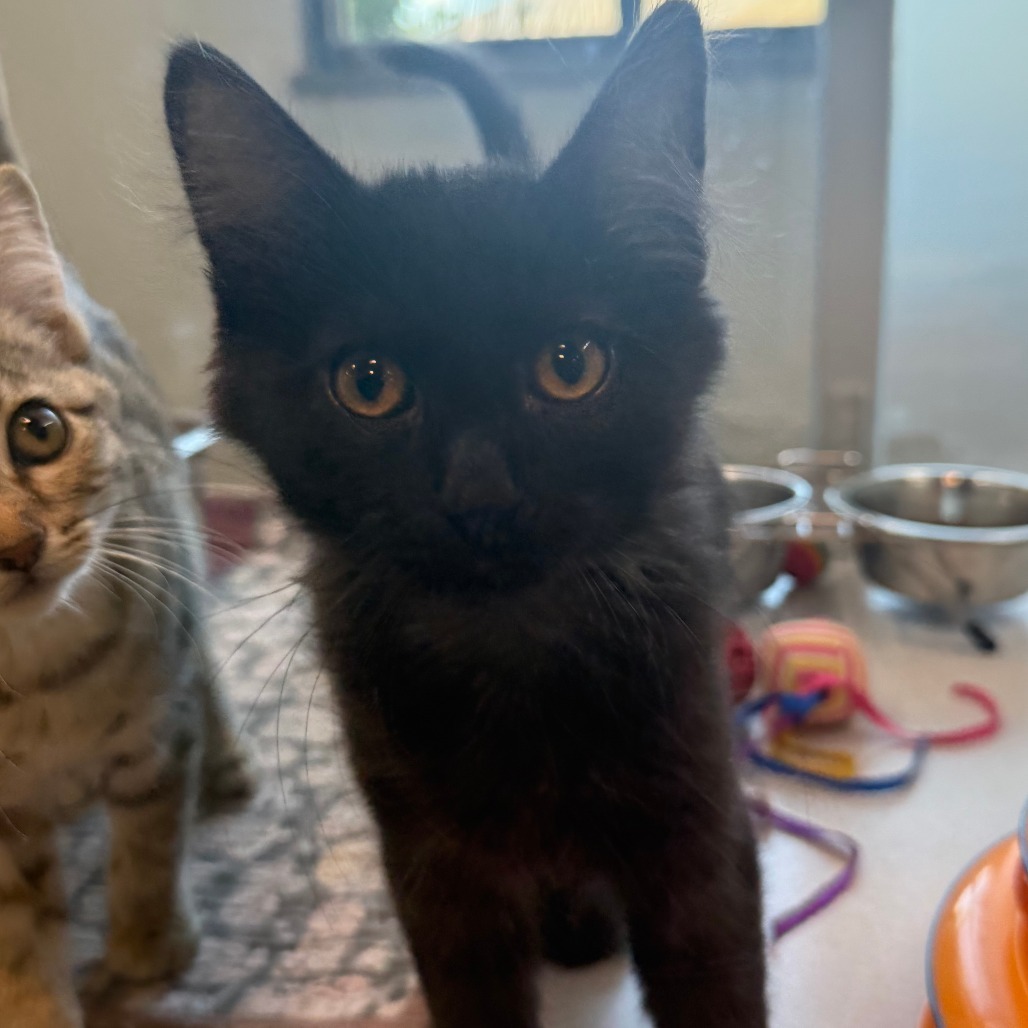 Poe, an adoptable Domestic Short Hair in Hailey, ID, 83333 | Photo Image 5