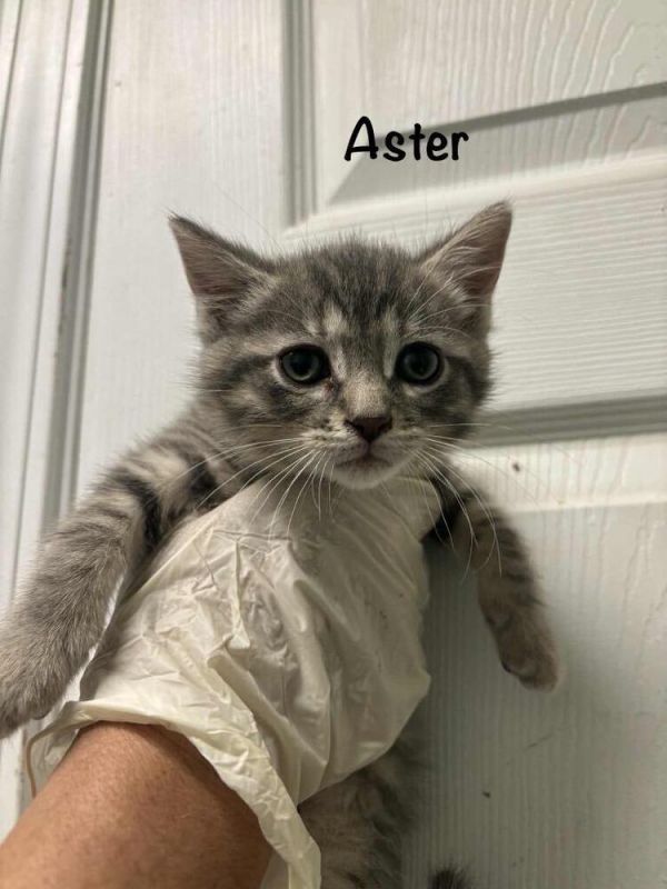 Aster