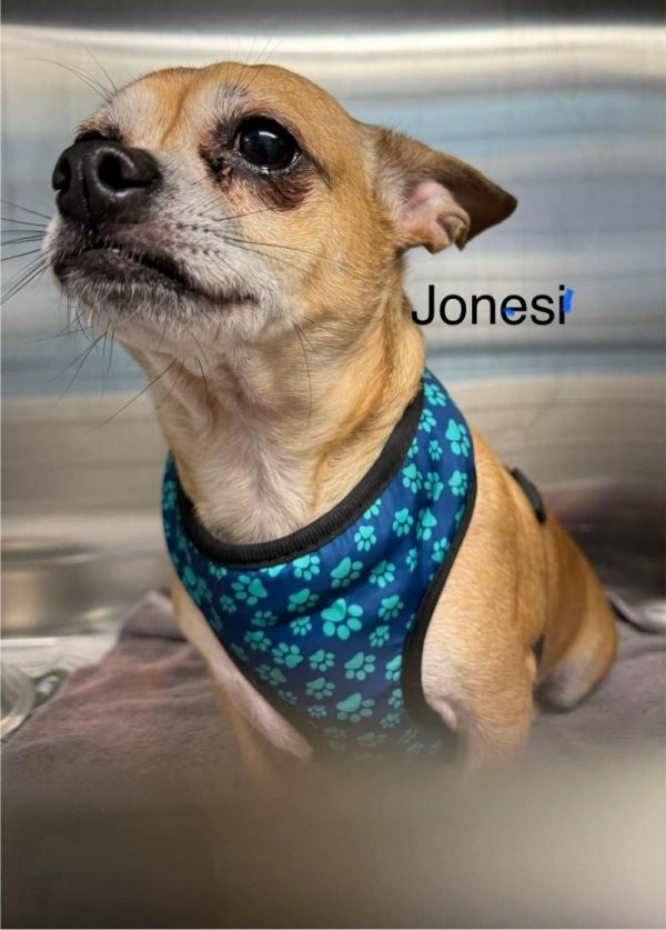 Jonesi