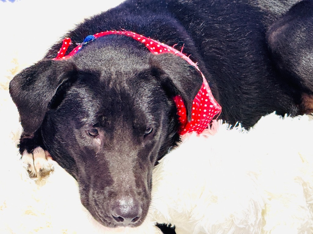 Mack
