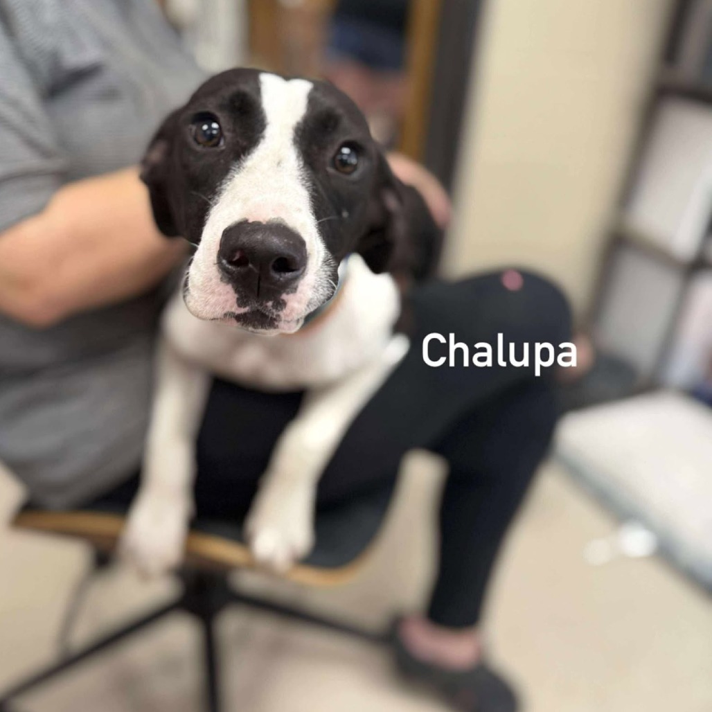 Chalupa