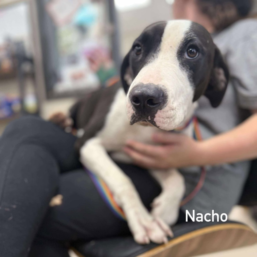 Nacho