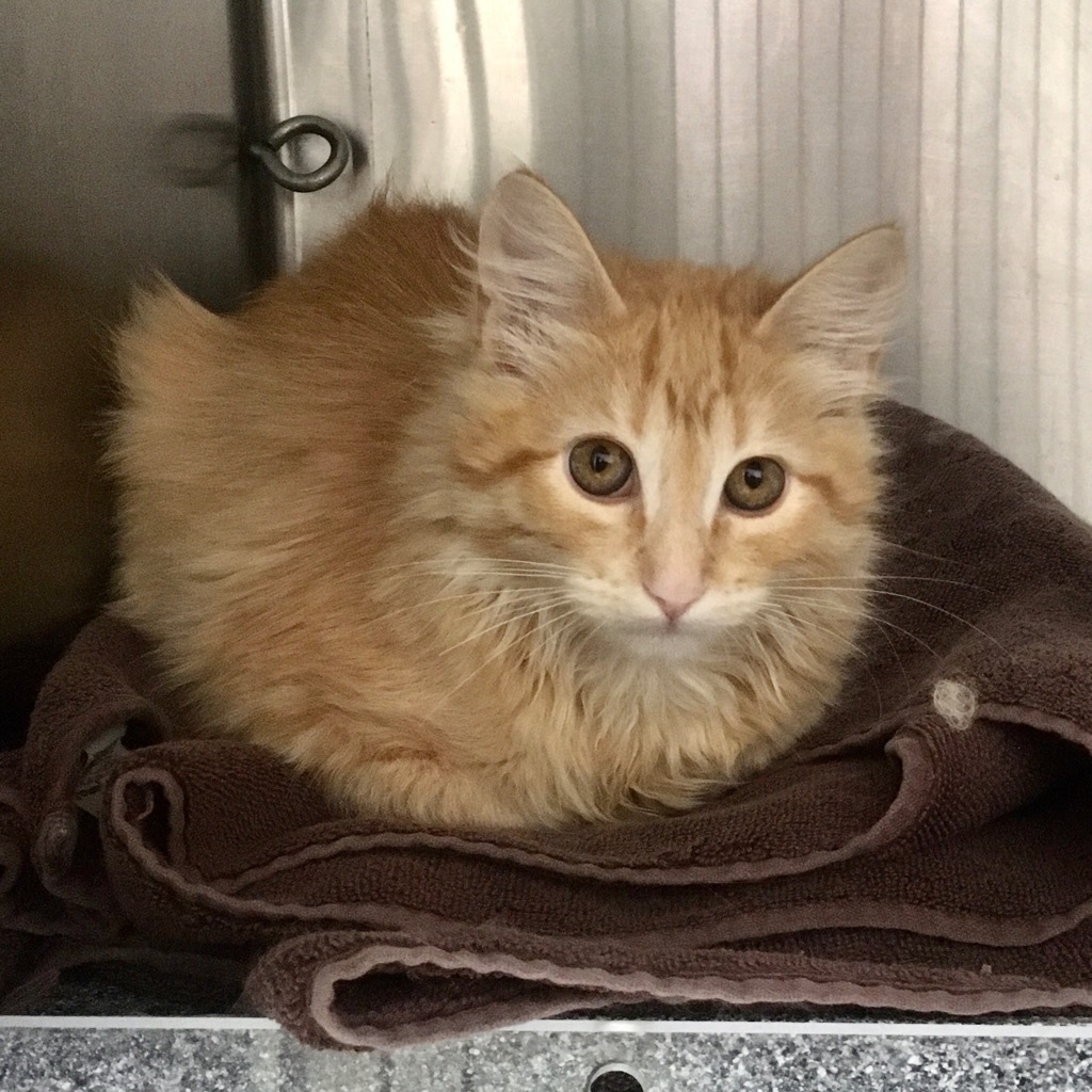 T Kitten 25-0815, an adoptable Domestic Long Hair in Heber City, UT, 84032 | Photo Image 1
