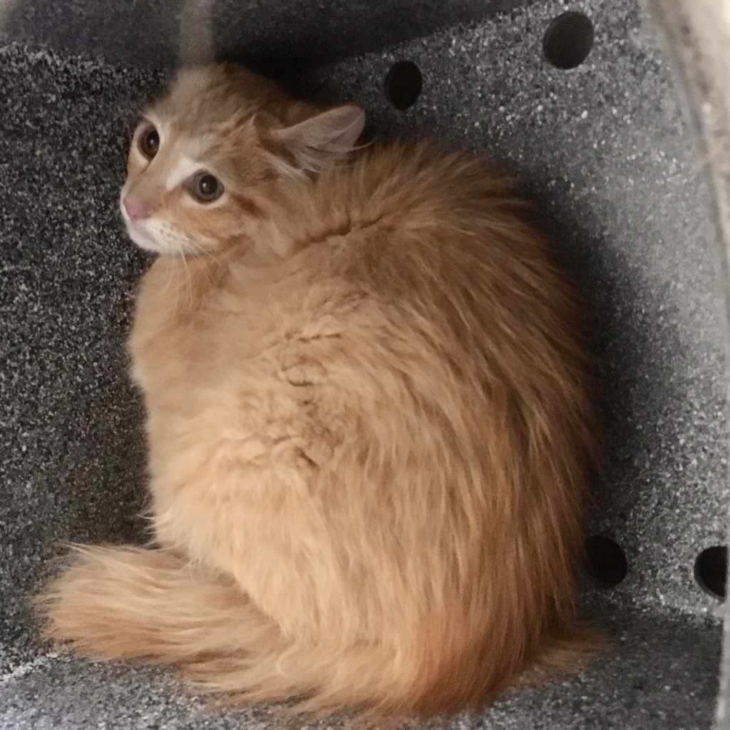 T Kitten 25-0815, an adoptable Domestic Long Hair in Heber City, UT, 84032 | Photo Image 2