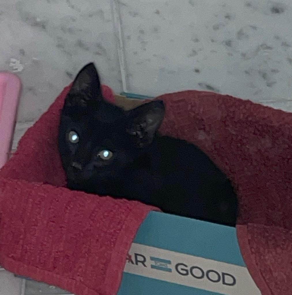 Ozzie