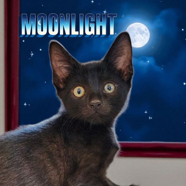 Moonlight