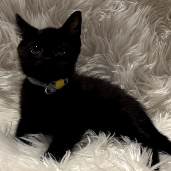 Onyx