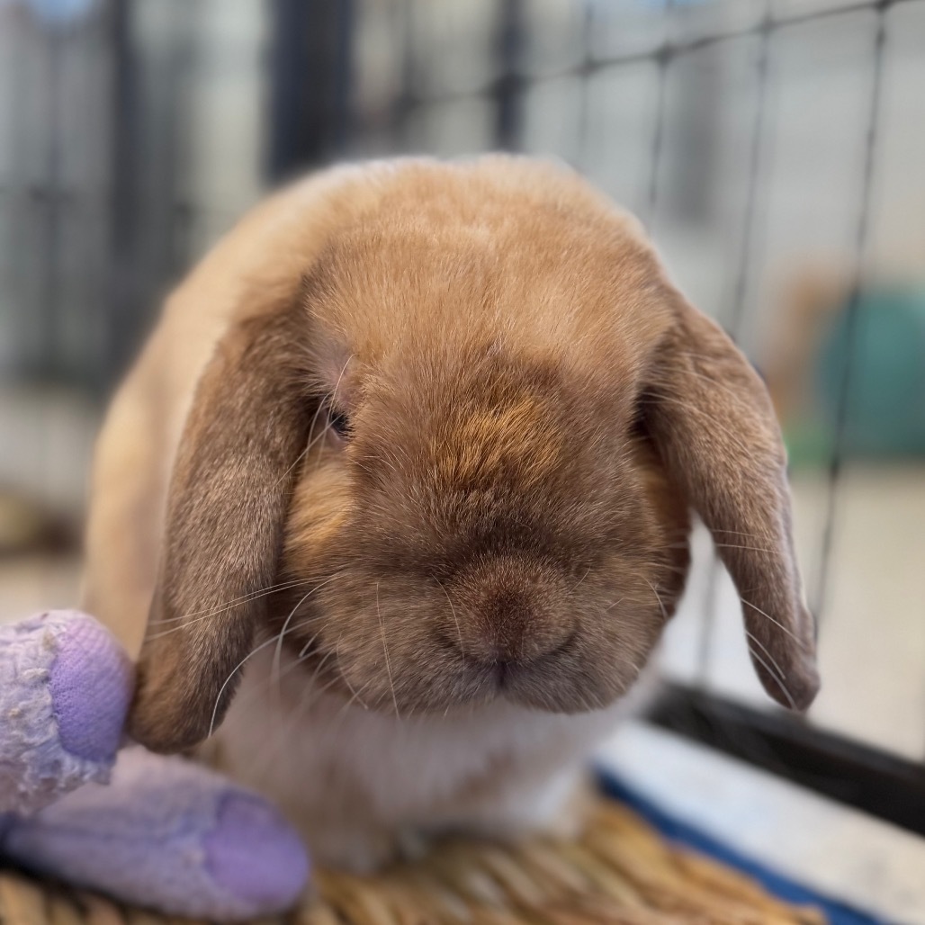 Bun Jovi