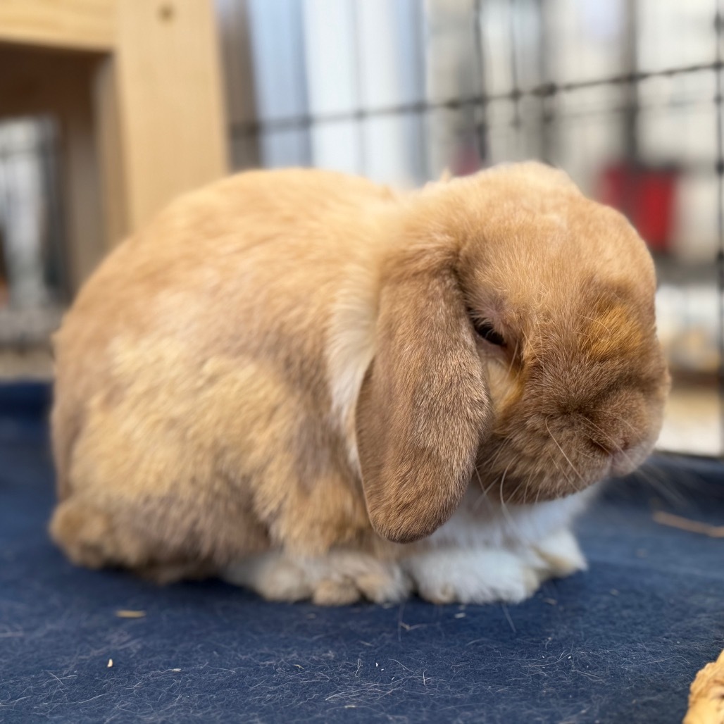 Bun Jovi