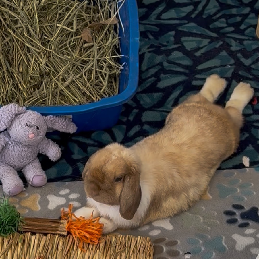 Bun Jovi