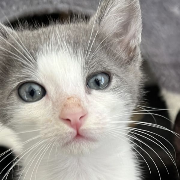 Peanut
