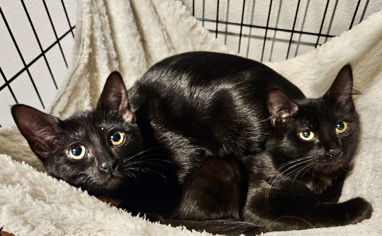 Charlotte and Coalette