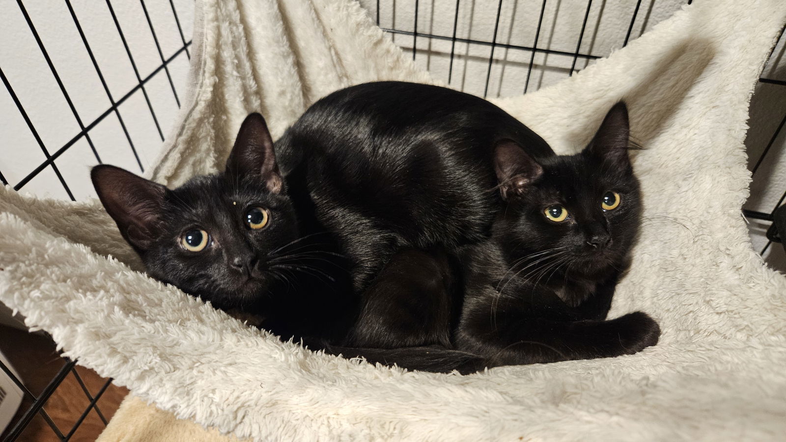 Charlotte and Coalette