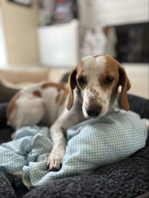 PJ *Adopt*