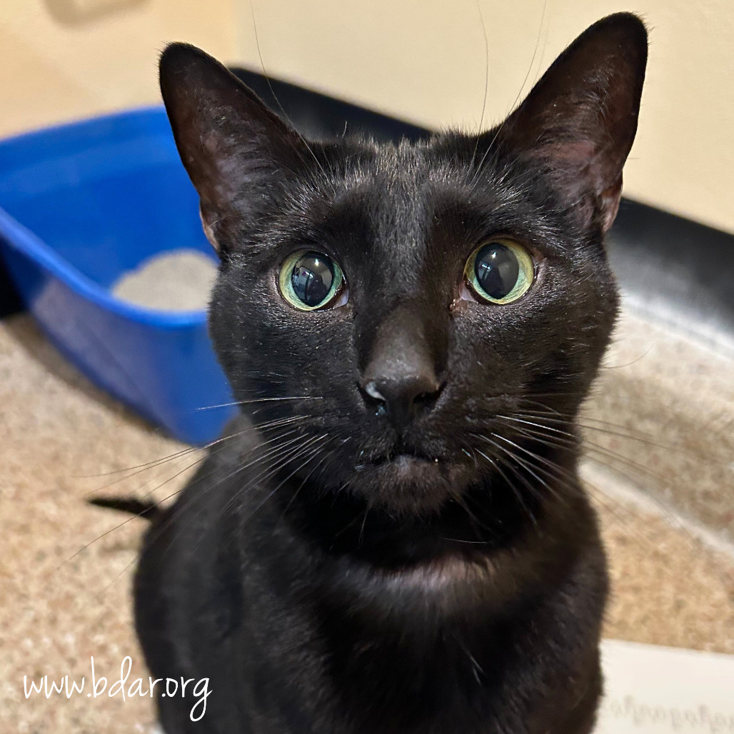 Shadow, an adoptable Domestic Short Hair in Cheyenne, WY, 82009 | Photo Image 1