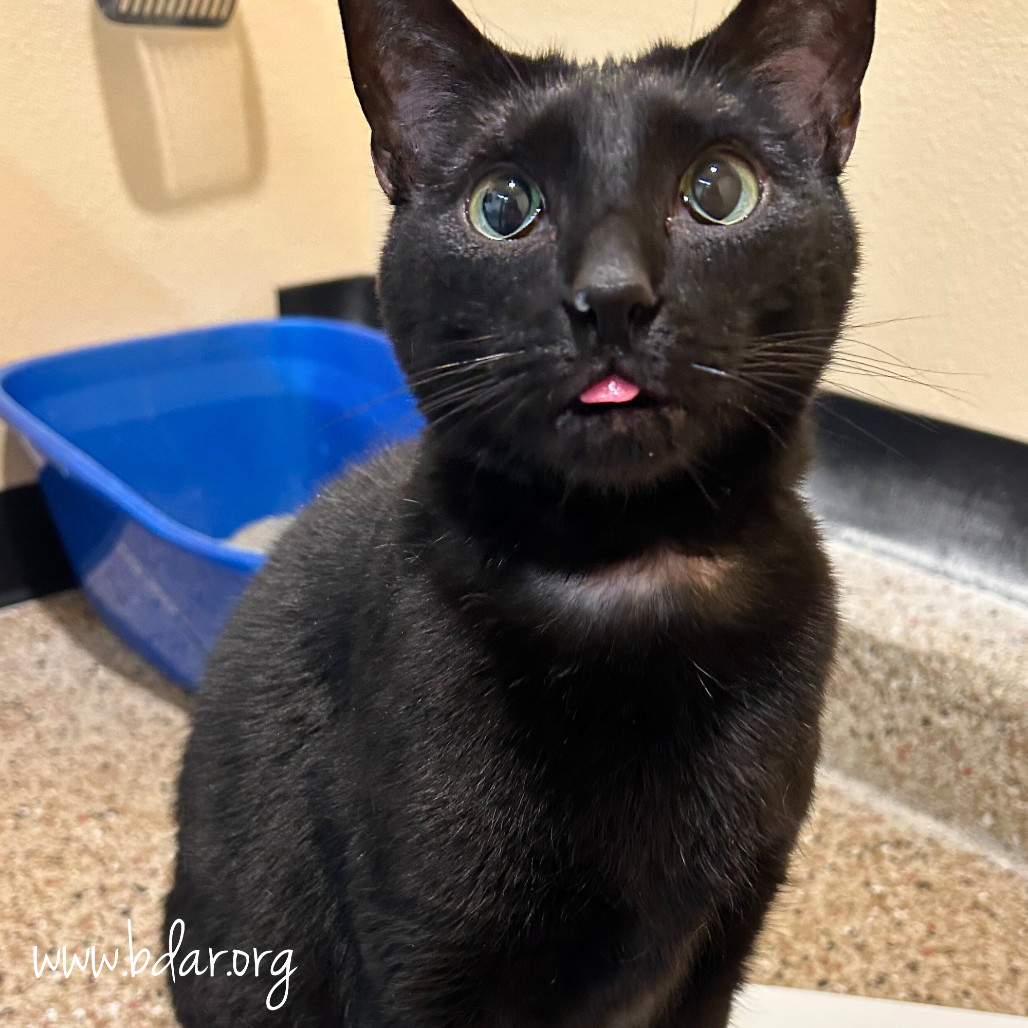 Shadow, an adoptable Domestic Short Hair in Cheyenne, WY, 82009 | Photo Image 2
