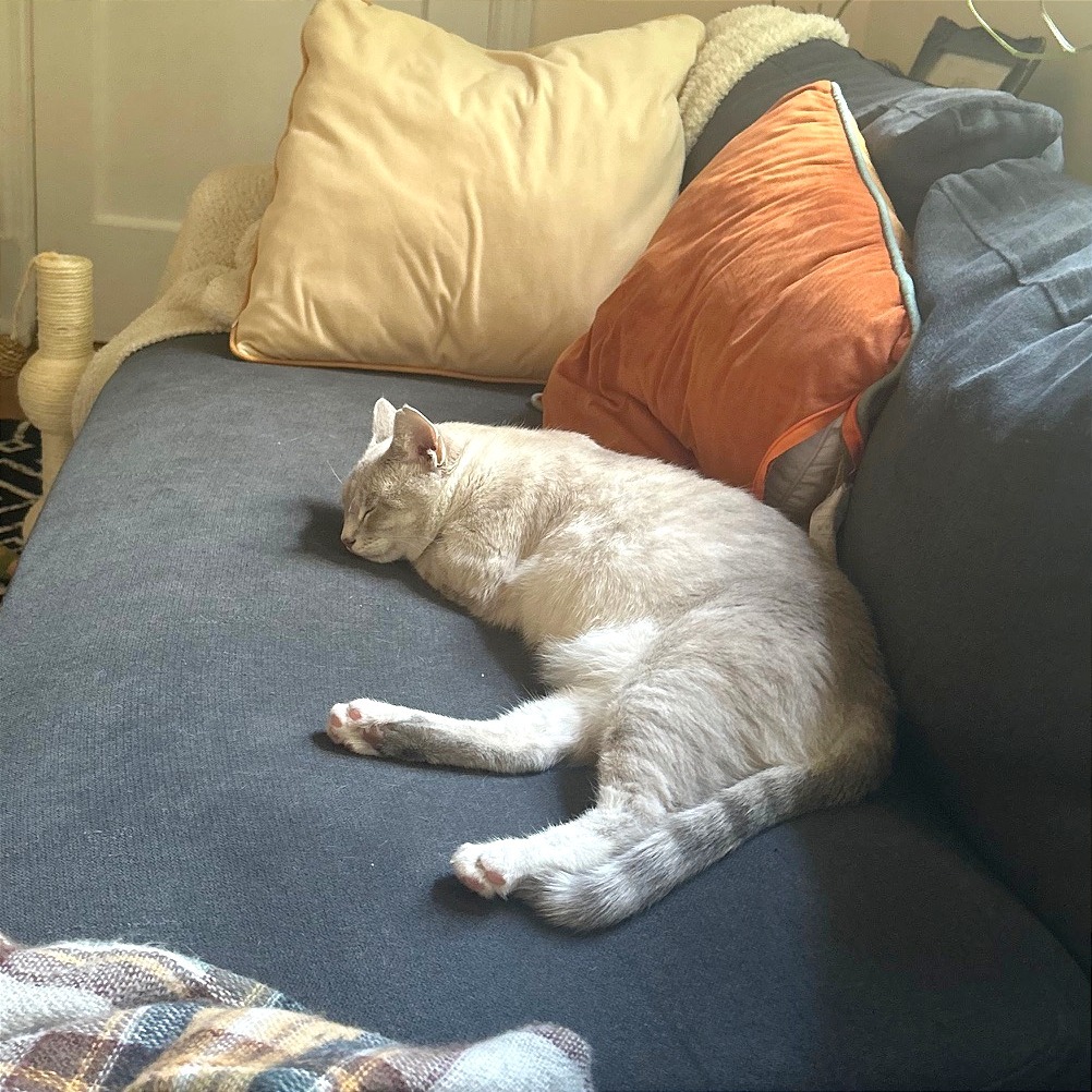 Pearl (16564)