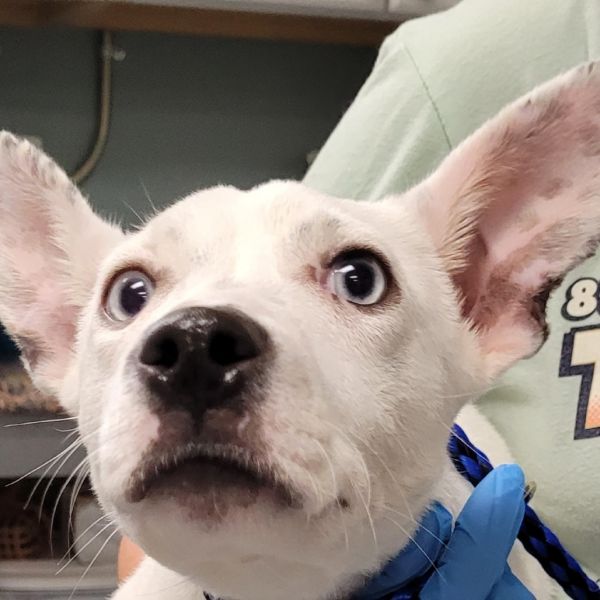 Pongo
