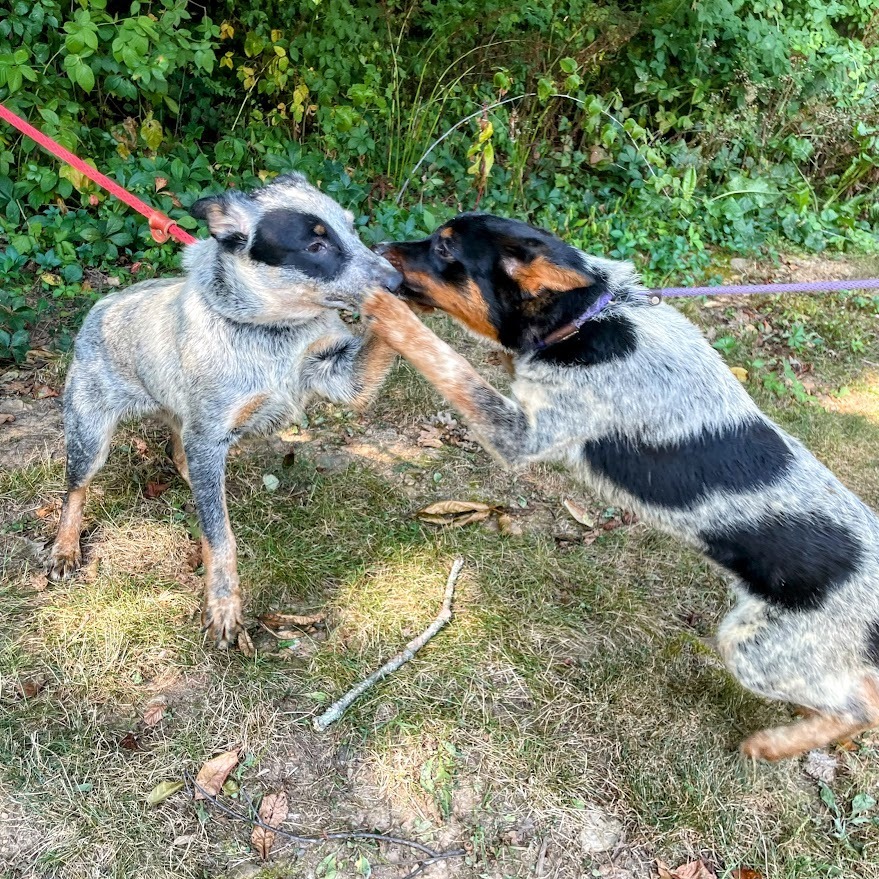 Lilo