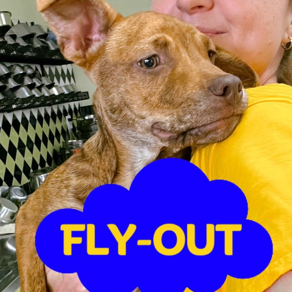 Batman, an adoptable Mixed Breed in Volcano, HI, 96785 | Photo Image 1