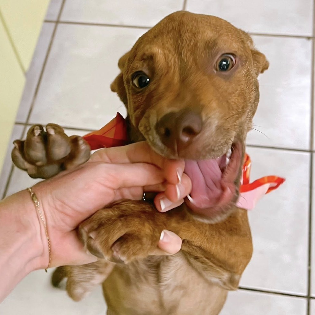 Batman, an adoptable Mixed Breed in Volcano, HI, 96785 | Photo Image 2