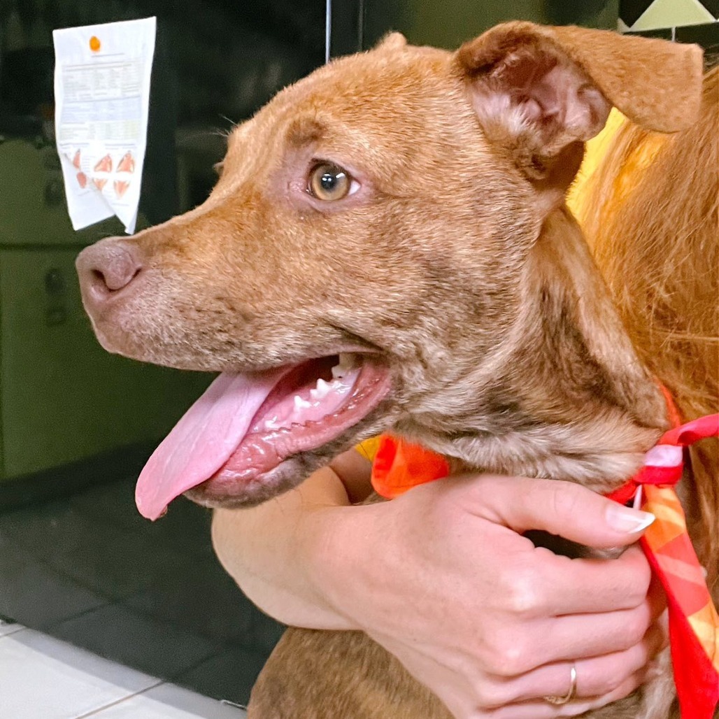 Batman, an adoptable Mixed Breed in Volcano, HI, 96785 | Photo Image 3