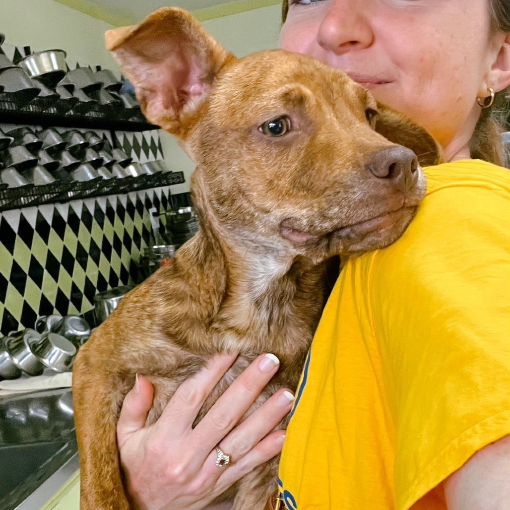 Batman, an adoptable Mixed Breed in Volcano, HI, 96785 | Photo Image 4