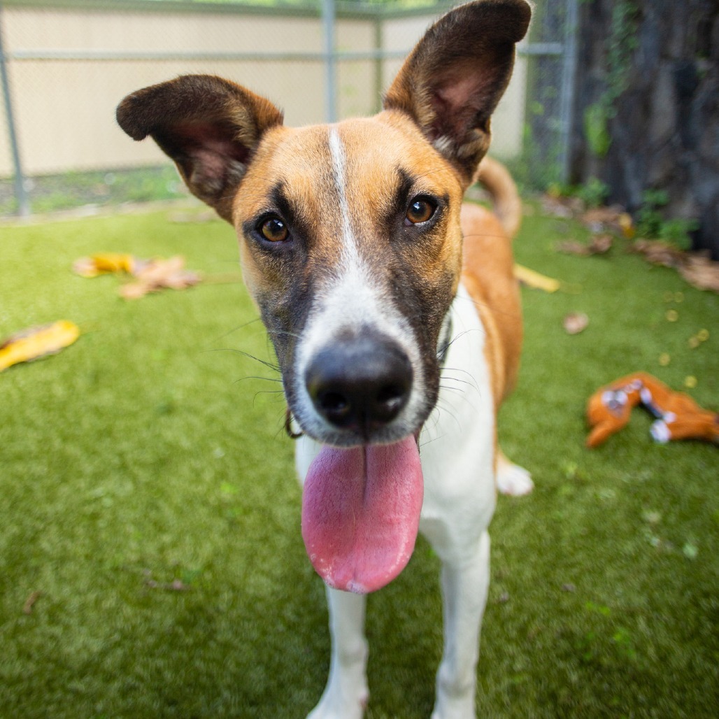 Bandit, an adoptable Mixed Breed in Kailua Kona, HI, 96740 | Photo Image 1