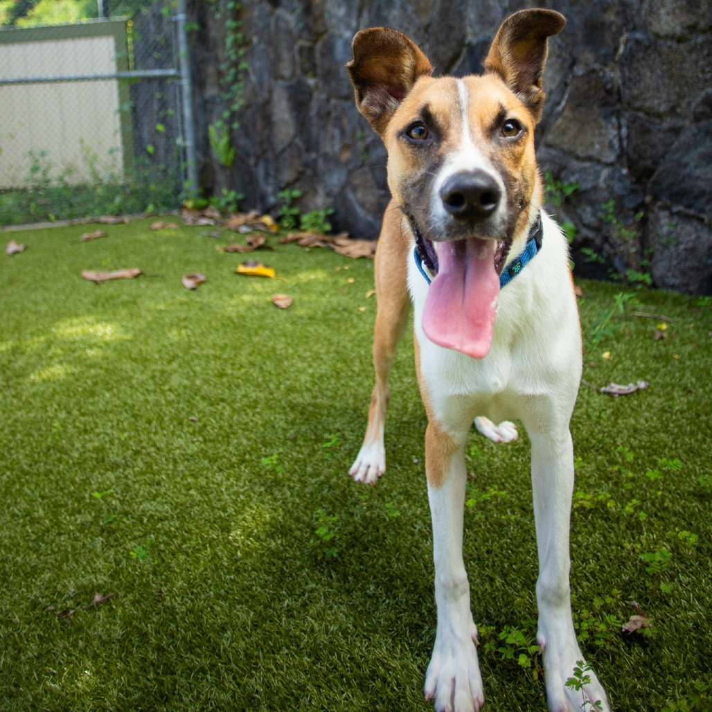 Bandit, an adoptable Mixed Breed in Kailua Kona, HI, 96740 | Photo Image 2