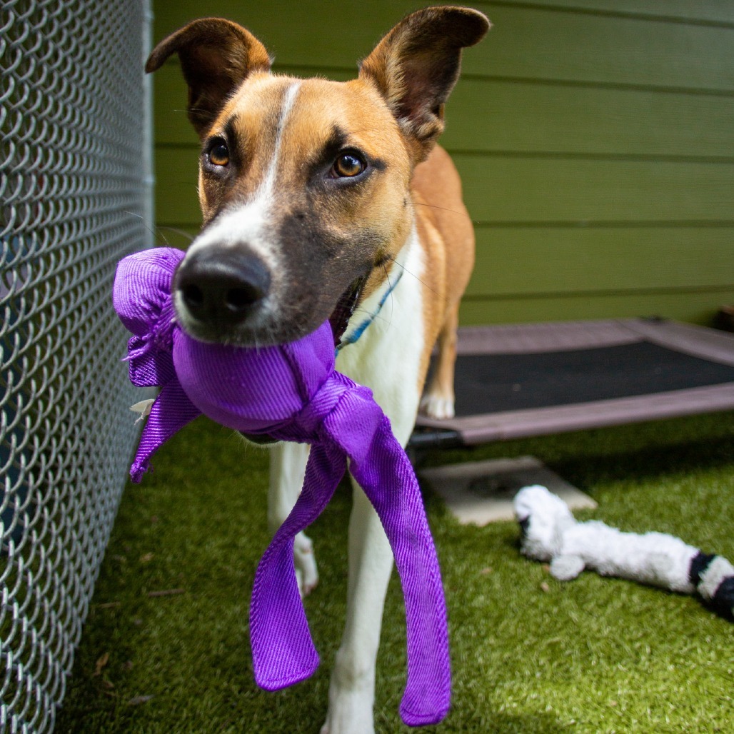 Bandit, an adoptable Mixed Breed in Kailua Kona, HI, 96740 | Photo Image 3