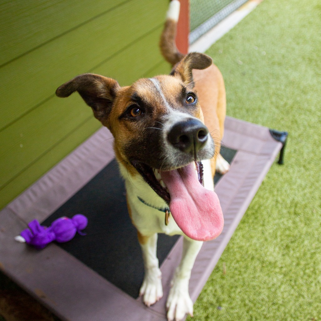 Bandit, an adoptable Mixed Breed in Kailua Kona, HI, 96740 | Photo Image 4