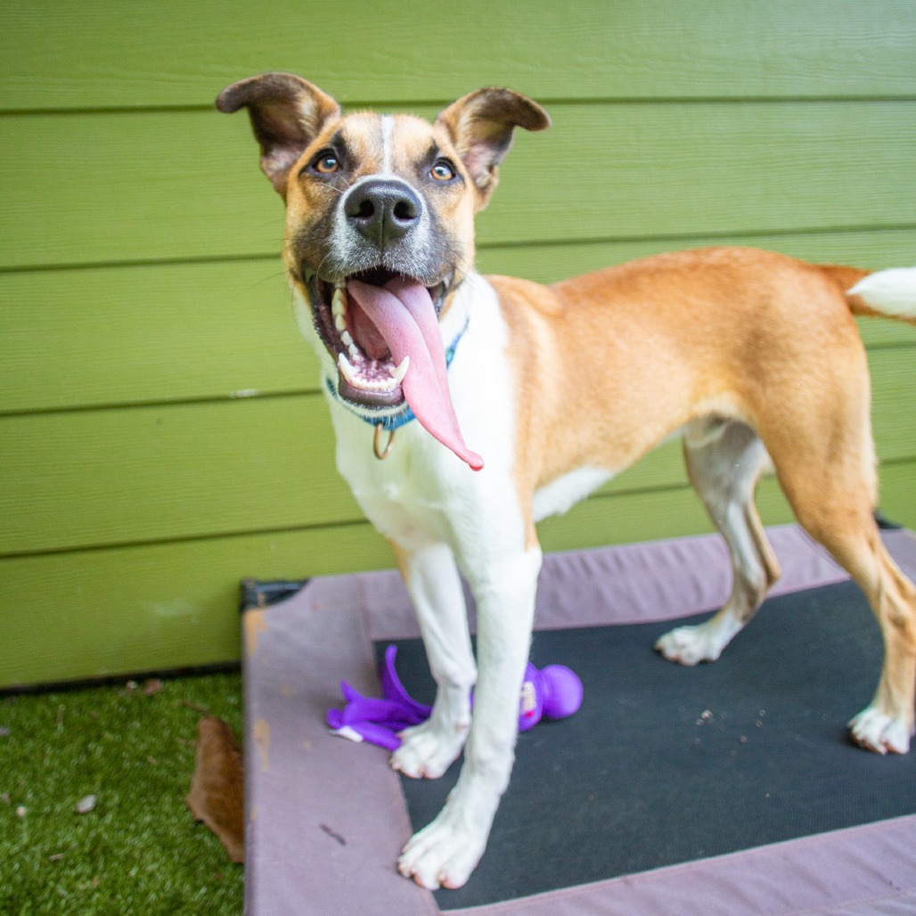 Bandit, an adoptable Mixed Breed in Kailua Kona, HI, 96740 | Photo Image 5