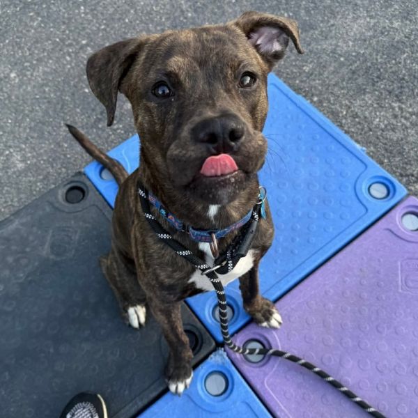 Frank