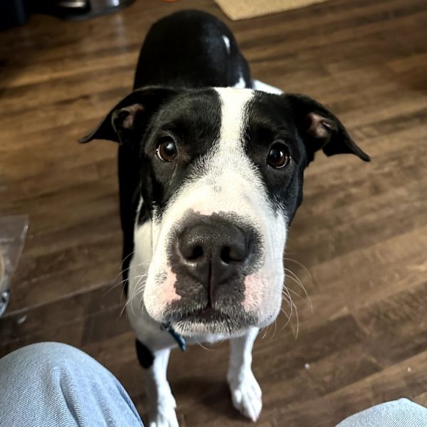 Rosie (fka Hubbub)