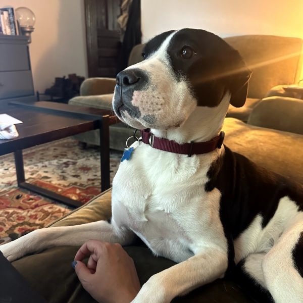 Rosie (fka Hubbub) thumbnail 4