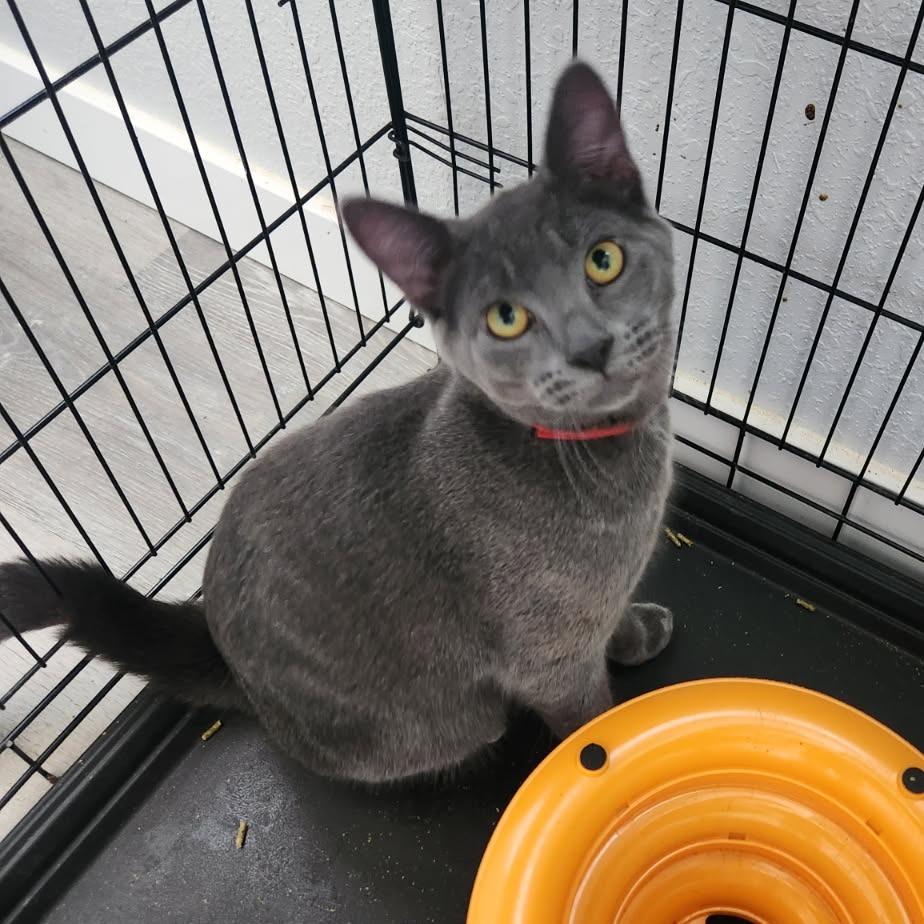 Toast (red), an adoptable Domestic Short Hair in Talent, OR, 97540 | Photo Image 1