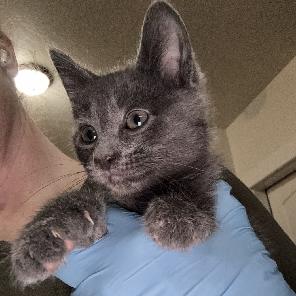 Toast (red), an adoptable Domestic Short Hair in Talent, OR, 97540 | Photo Image 2