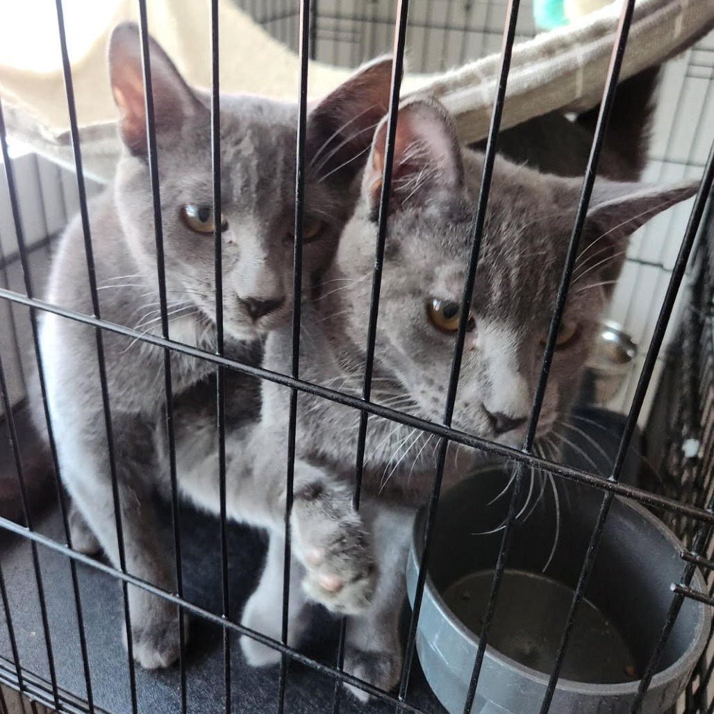 Toast (red), an adoptable Domestic Short Hair in Talent, OR, 97540 | Photo Image 3