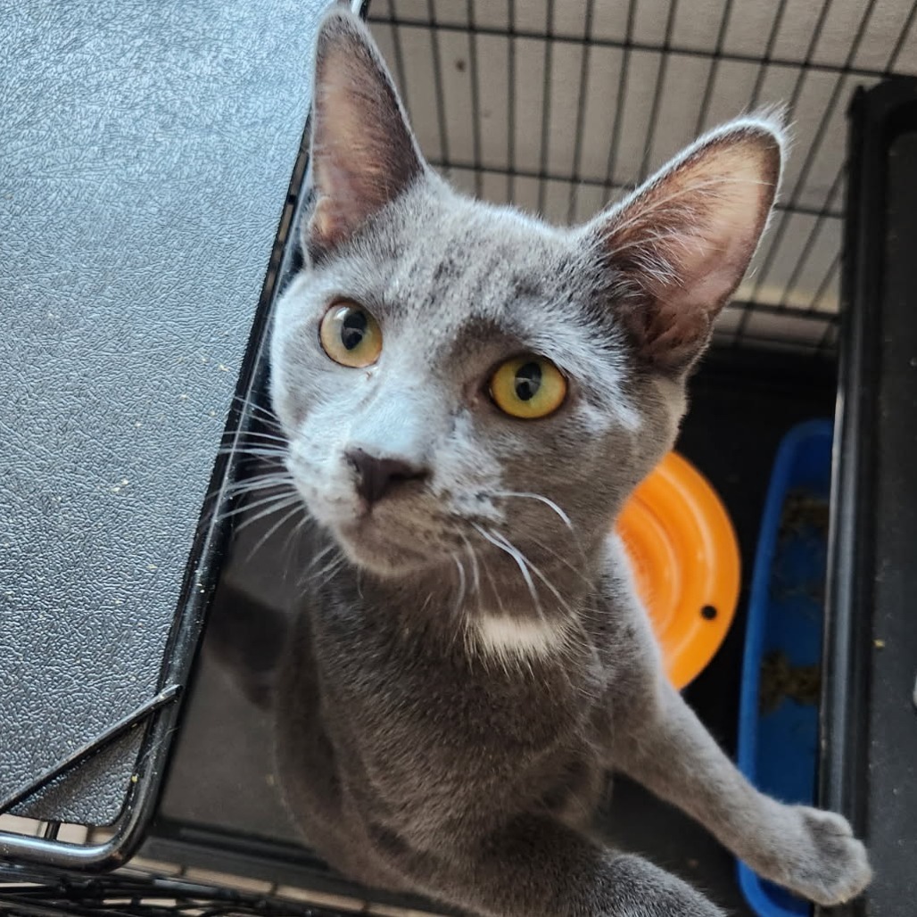 Ham, an adoptable Domestic Short Hair in Talent, OR, 97540 | Photo Image 1