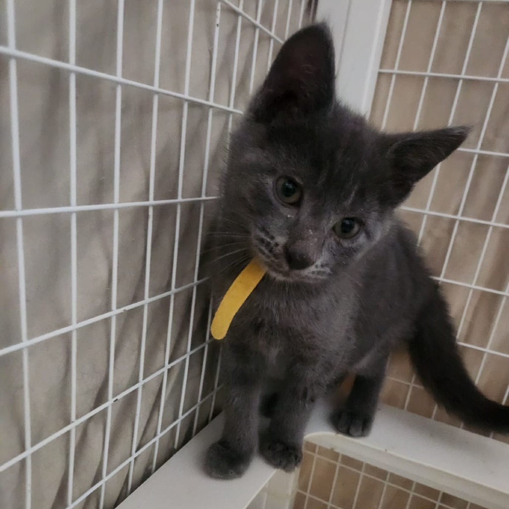 Ham, an adoptable Domestic Short Hair in Talent, OR, 97540 | Photo Image 2