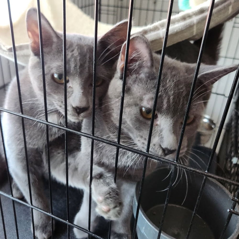 Ham, an adoptable Domestic Short Hair in Talent, OR, 97540 | Photo Image 3