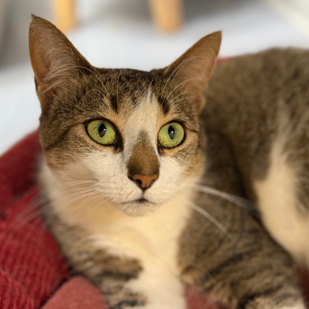 Duchess, an adoptable Domestic Short Hair in Thomaston, ME, 04861 | Photo Image 1