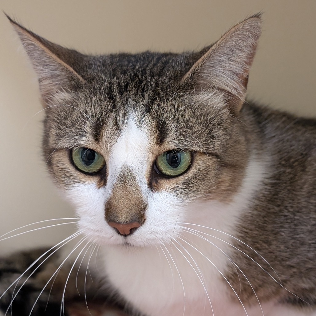 Duchess, an adoptable Domestic Short Hair in Thomaston, ME, 04861 | Photo Image 2