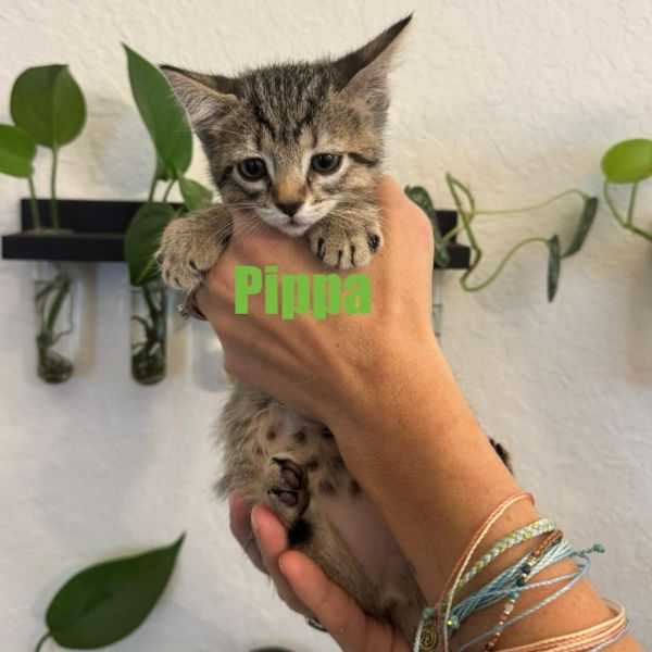 Pippa thumbnail 3