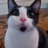 Tux aka Ranger - foster care