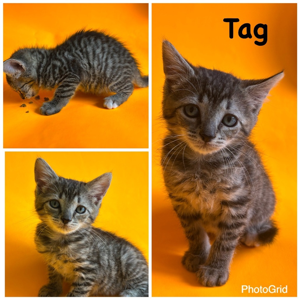 Tag